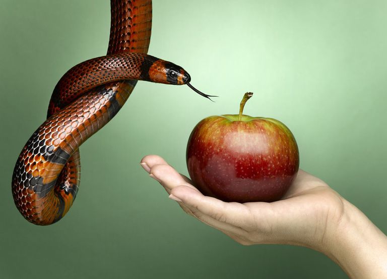 A snake is eating an apple from a person's hand.