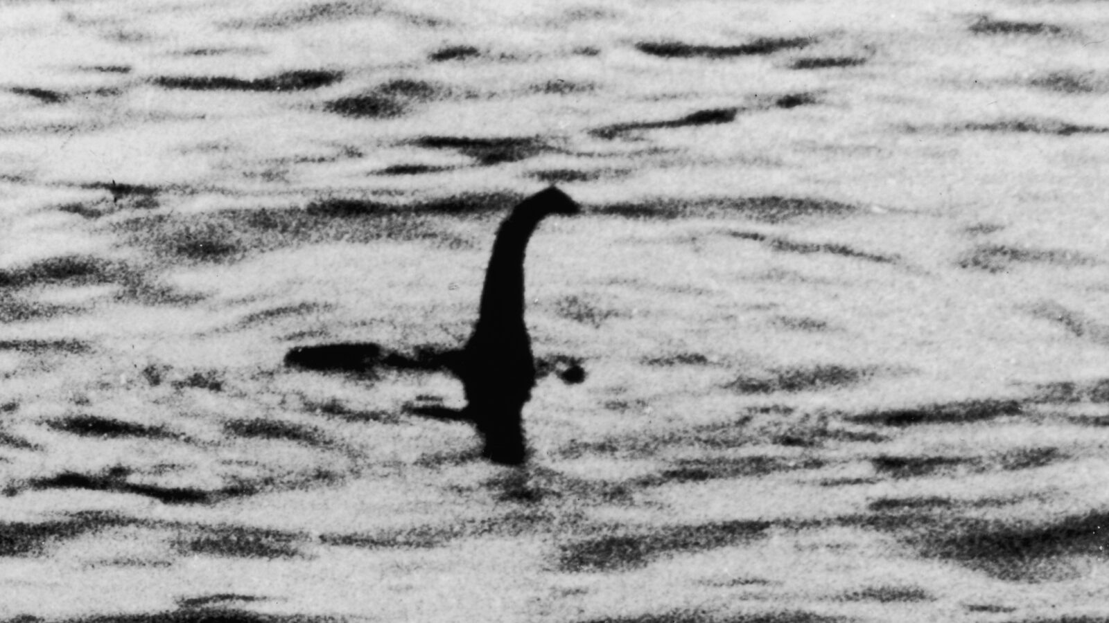 A black and white photo of a dinosaur in the water.
