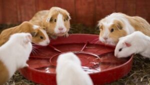 A picture of guinea pigs drinking water from a tray