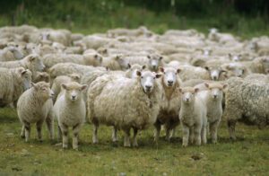 All We Like Sheep